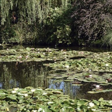 描く（加）の写真