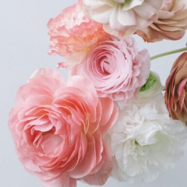 趣味の遺伝（加）の写真