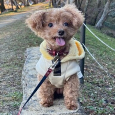 プリマ10歳の誕生日（目）の写真